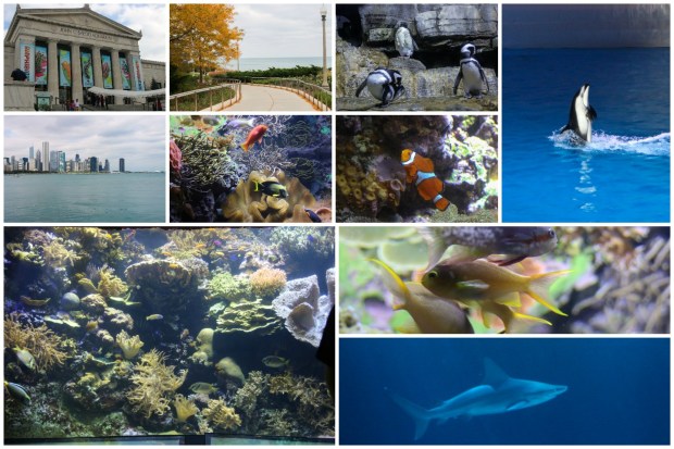 chicago_shedd-aquarium