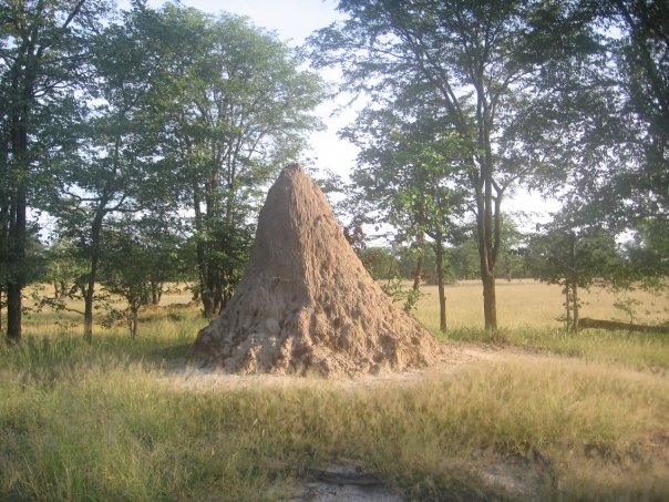Termite Mound